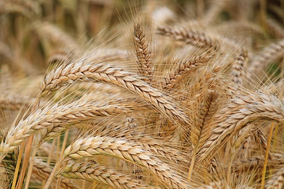 La cosmética gluten free: una tendencia al alza
